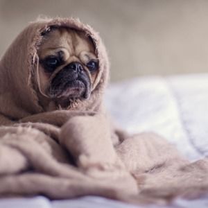 Meet your Posher, Karlia